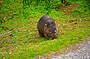 Wilson's Promontory National Park Full Day Tour