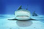 Reef Shark CLeaning Station